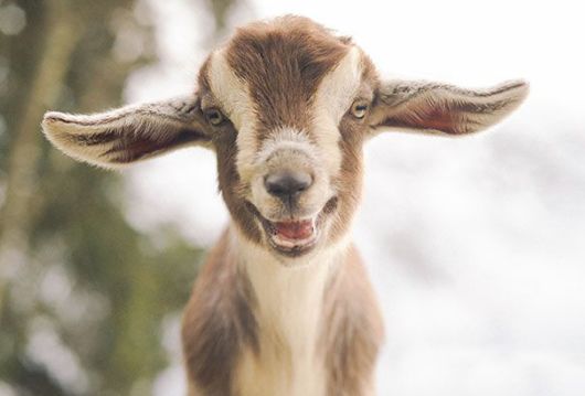 Happiest Animals In The World