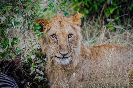 Happiest Animals In The World
