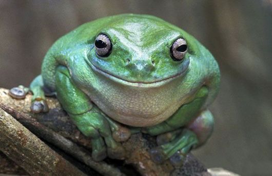 Happiest Animals In The World