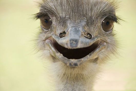 Happiest Animals In The World