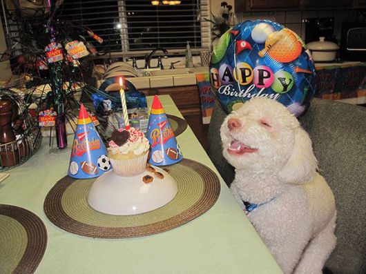 Happiest Animals In The World