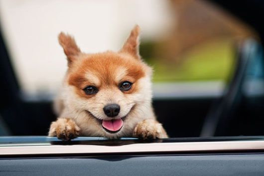 Happiest Animals In The World