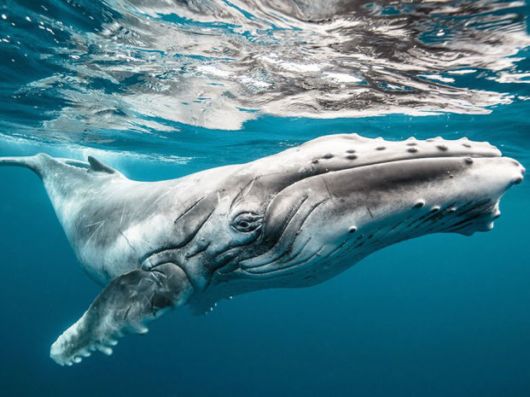 Best National Geographic Photos Of 2015