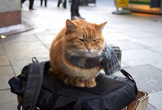 Red Cat Bob And James Bowen (Story)