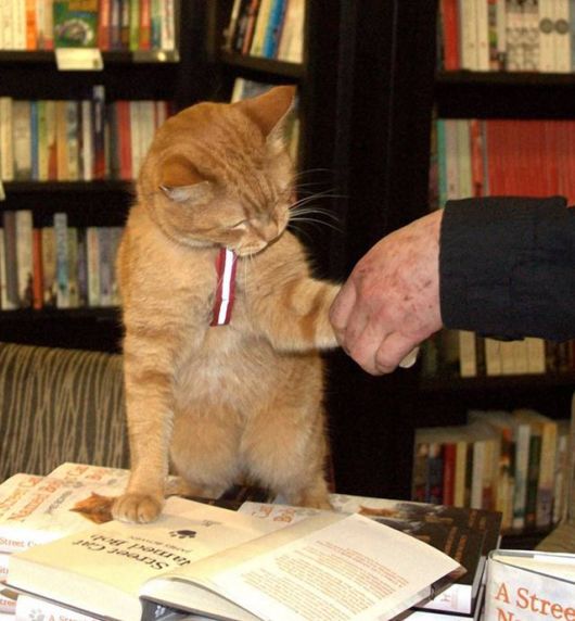 Red Cat Bob And James Bowen (Story)