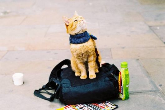 Red Cat Bob And James Bowen (Story)