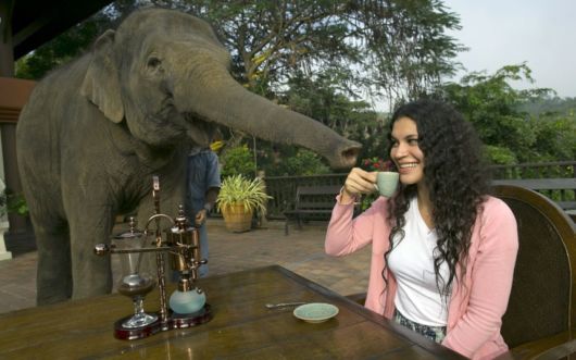 Have You Tasted Black Ivory Coffee?