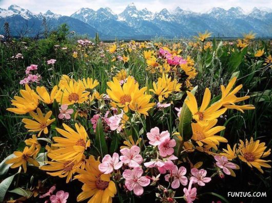 Click to Enlarge -Beautiful Colorful Flowers Wallpapers