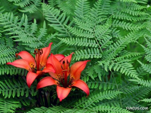 Click to Enlarge -Beautiful Colorful Flowers Wallpapers