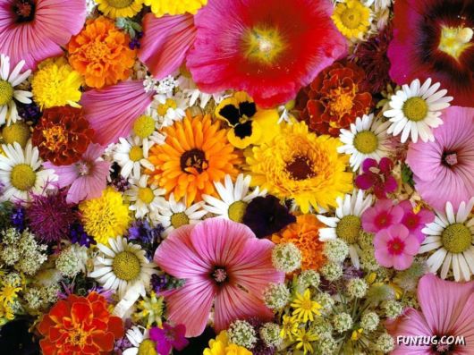Click to Enlarge -Beautiful Colorful Flowers Wallpapers