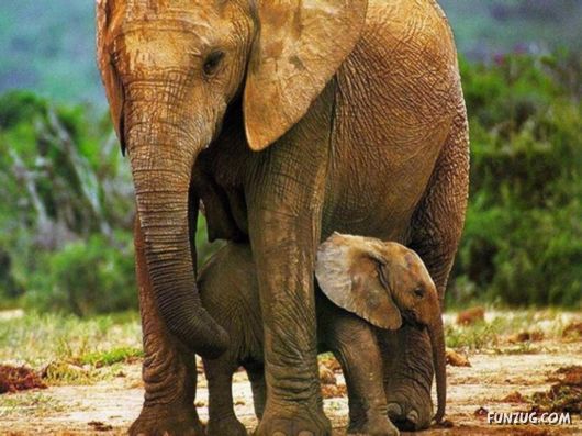 Click to Enlarge - Beautiful Elephants Wallpapers