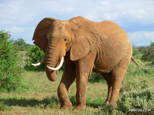 Click to Enlarge - Beautiful Elephants Wallpapers