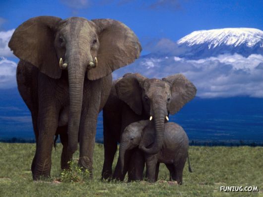 Click to Enlarge - Beautiful Elephants Wallpapers