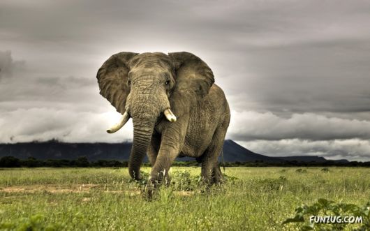 Click to Enlarge - Beautiful Elephants Wallpapers