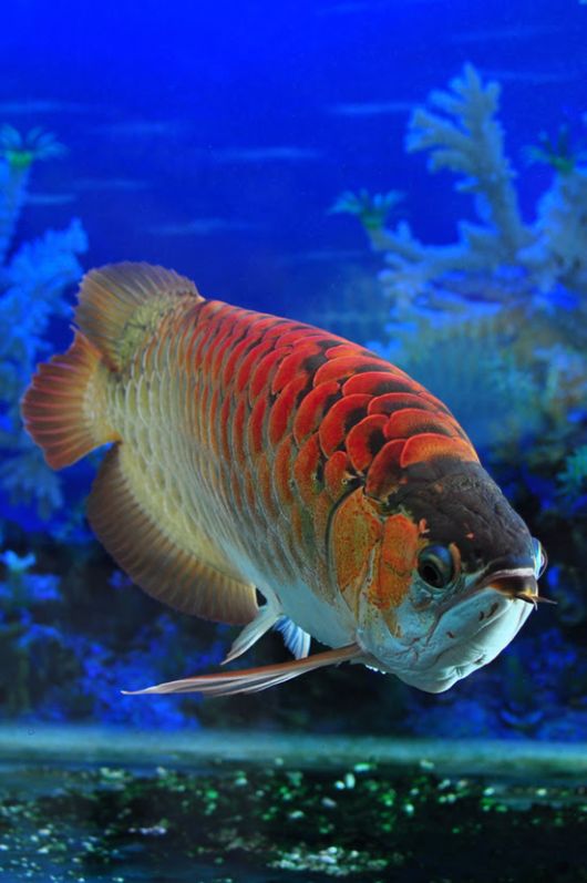Arowana - The Red Dragon Fish