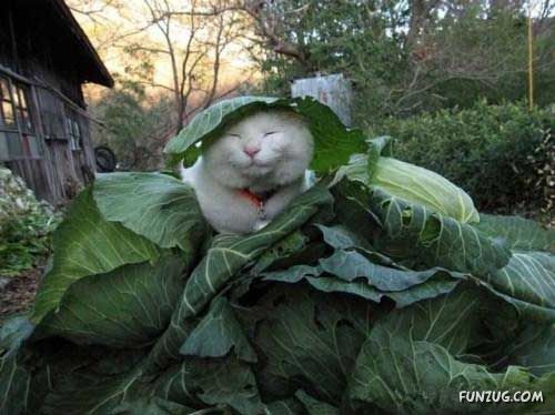 The Most Chilled Out Cat Around