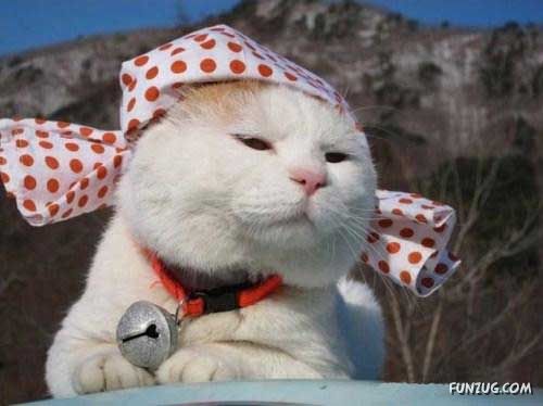 The Most Chilled Out Cat Around