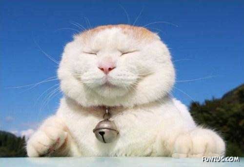 The Most Chilled Out Cat Around