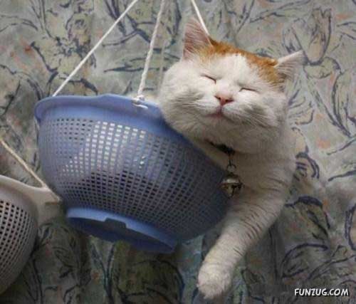 The Most Chilled Out Cat Around