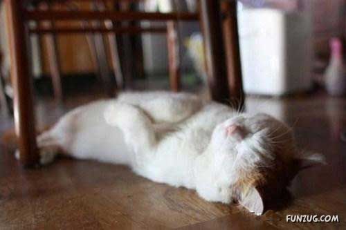 The Most Chilled Out Cat Around