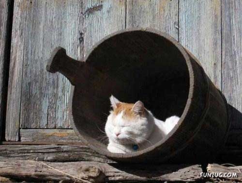 The Most Chilled Out Cat Around