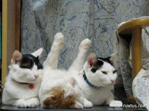 The Most Chilled Out Cat Around