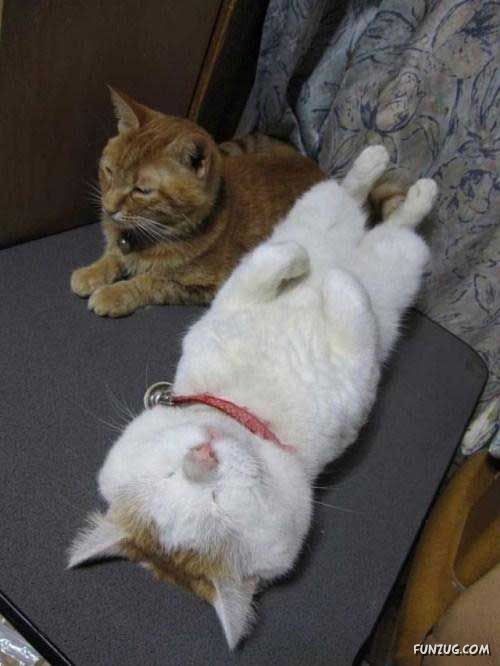 The Most Chilled Out Cat Around