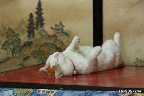 The Most Chilled Out Cat Around