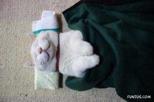 The Most Chilled Out Cat Around