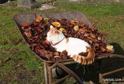 The Most Chilled Out Cat Around