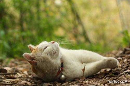 The Most Chilled Out Cat Around