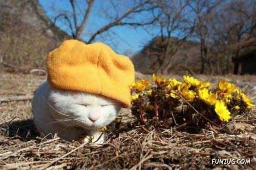 The Most Chilled Out Cat Around