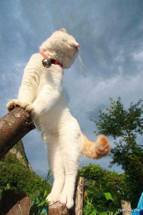 The Most Chilled Out Cat Around