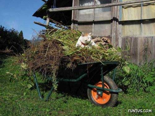 The Most Chilled Out Cat Around