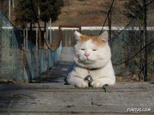 The Most Chilled Out Cat Around