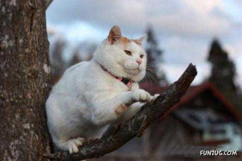 The Most Chilled Out Cat Around