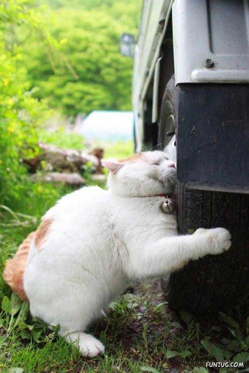 The Most Chilled Out Cat Around