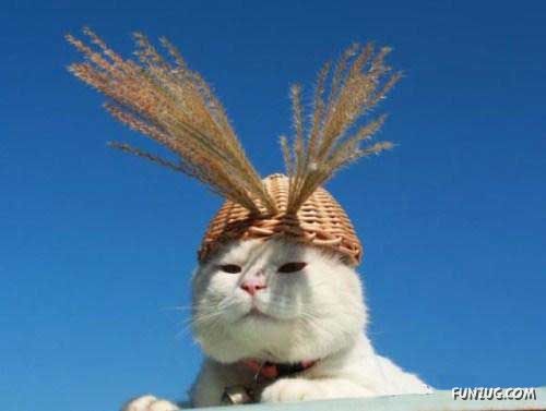 The Most Chilled Out Cat Around