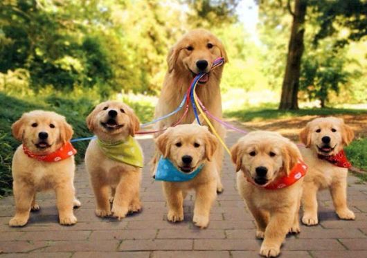 Proud Dog Mommies With Their Babies