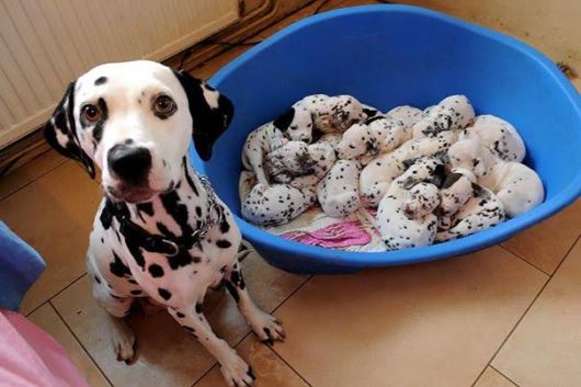 Proud Dog Mommies With Their Babies