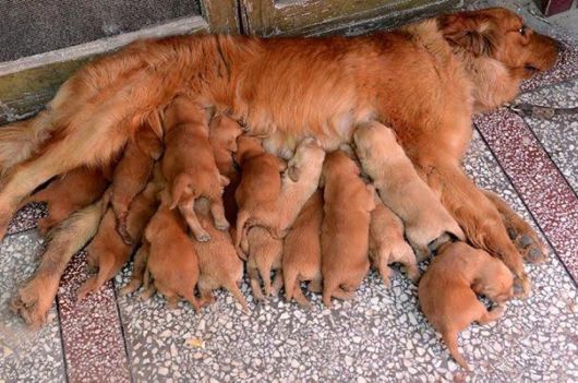 Proud Dog Mommies With Their Babies
