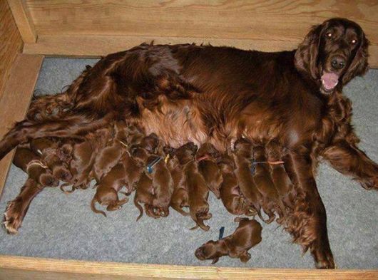 Proud Dog Mommies With Their Babies