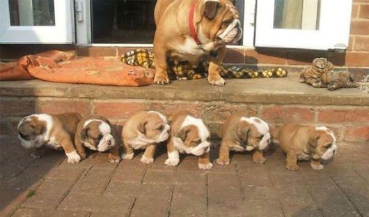 Proud Dog Mommies With Their Babies